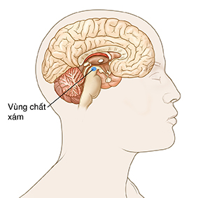 Mặt bên của đầu và cổ nam giới cho thấy vùng chất xám trong não.