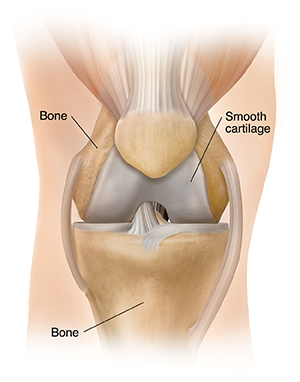 Vue de face de l'articulation du genou.