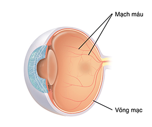 Mặt cắt ngang ba phần tư của mắt cho thấy các mạch máu bình thường trên võng mạc.