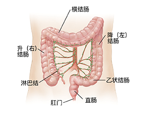 显示动脉和结肠淋巴结的成人腹部轮廓。