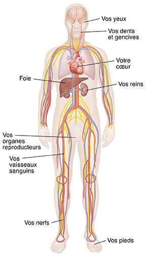 Vue antérieure d'un homme montrant le cerveau et le système nerveux, le système cardiovasculaire, les poumons et les reins.