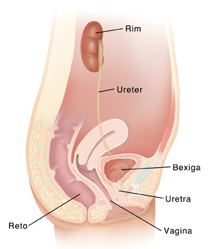 Imagem do sistema do trato urinário feminino mostrando a conexão do rim à bexiga feita pelo ureter. A uretra é o tubo que transporta urina para fora do corpo. A vagina e o reto também estão identificados.