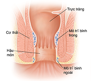 Mặt cắt của trực tràng và hậu môn bình thường.