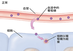 代表正常的葡萄糖水平的血管和细胞的横截面。